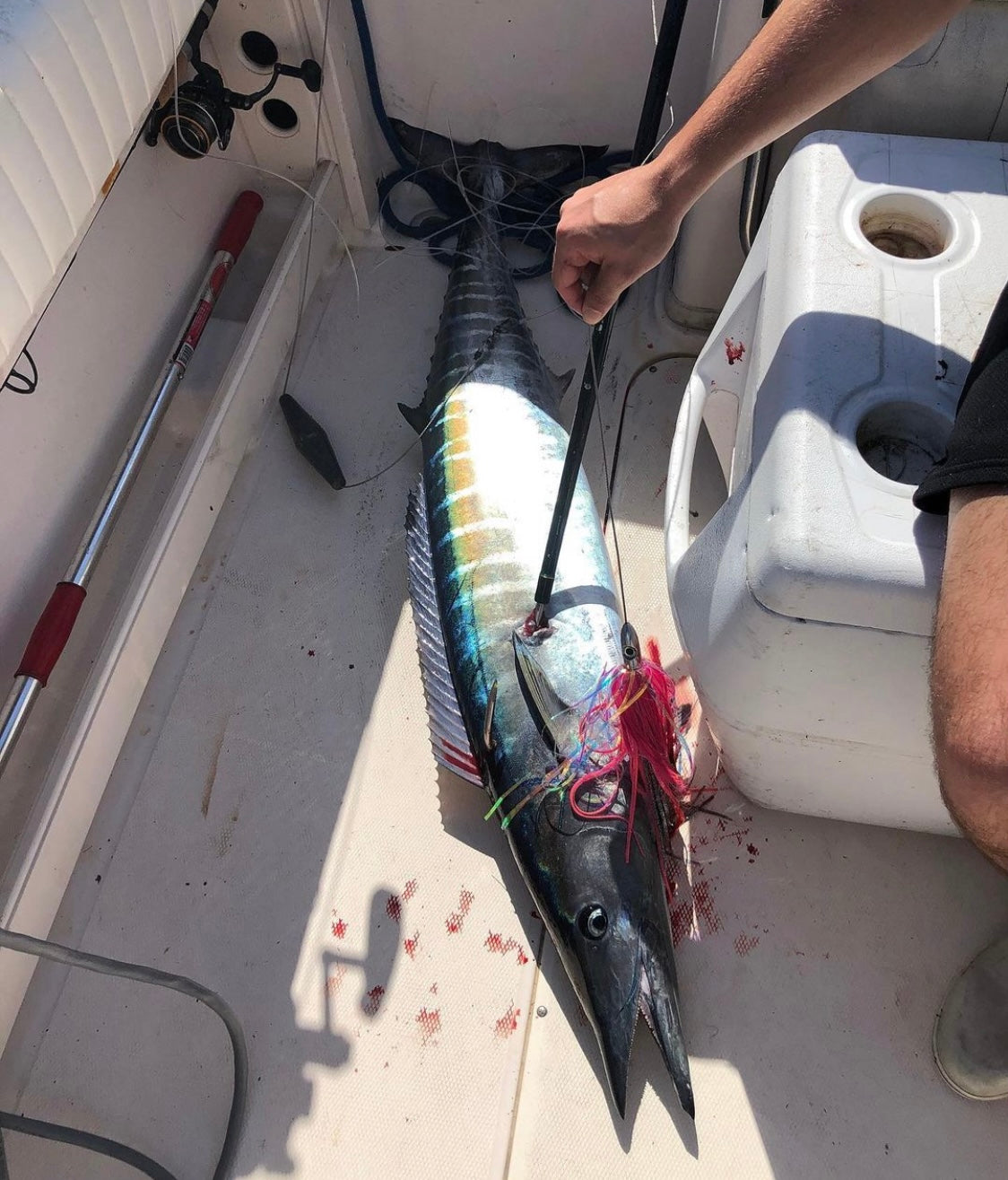 Wahoo Magnet SR - R&R Tackle Co. | Premium Saltwater Fishing Tackle