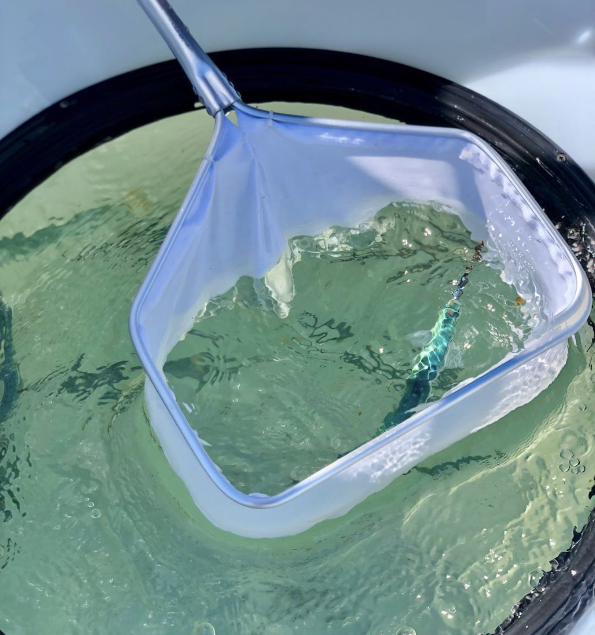 Wet Net - R&R Tackle Co. | Premium Saltwater Fishing Tackle