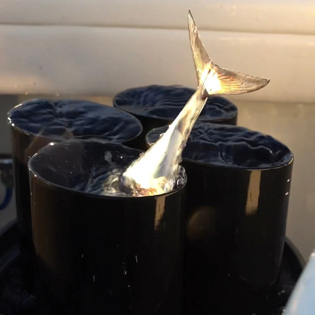 The Pros Of Using The R&R Tackle Bait Bucket