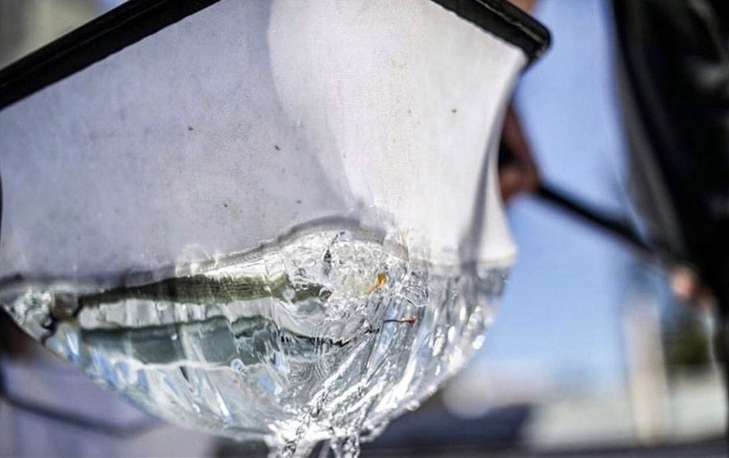 Bait Nets: Why Choose Them and How to Use Them