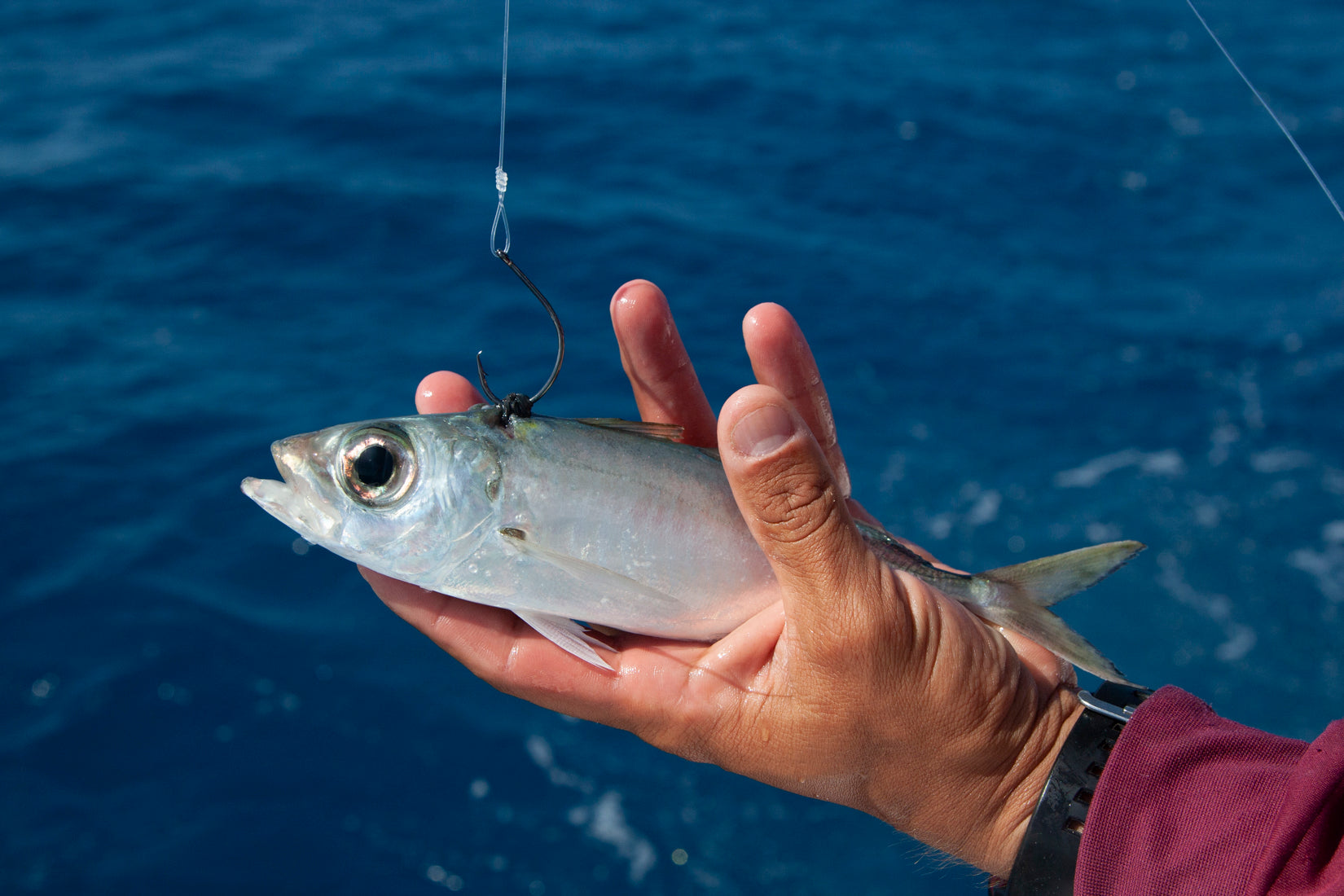 Goggle Eye Rigs
