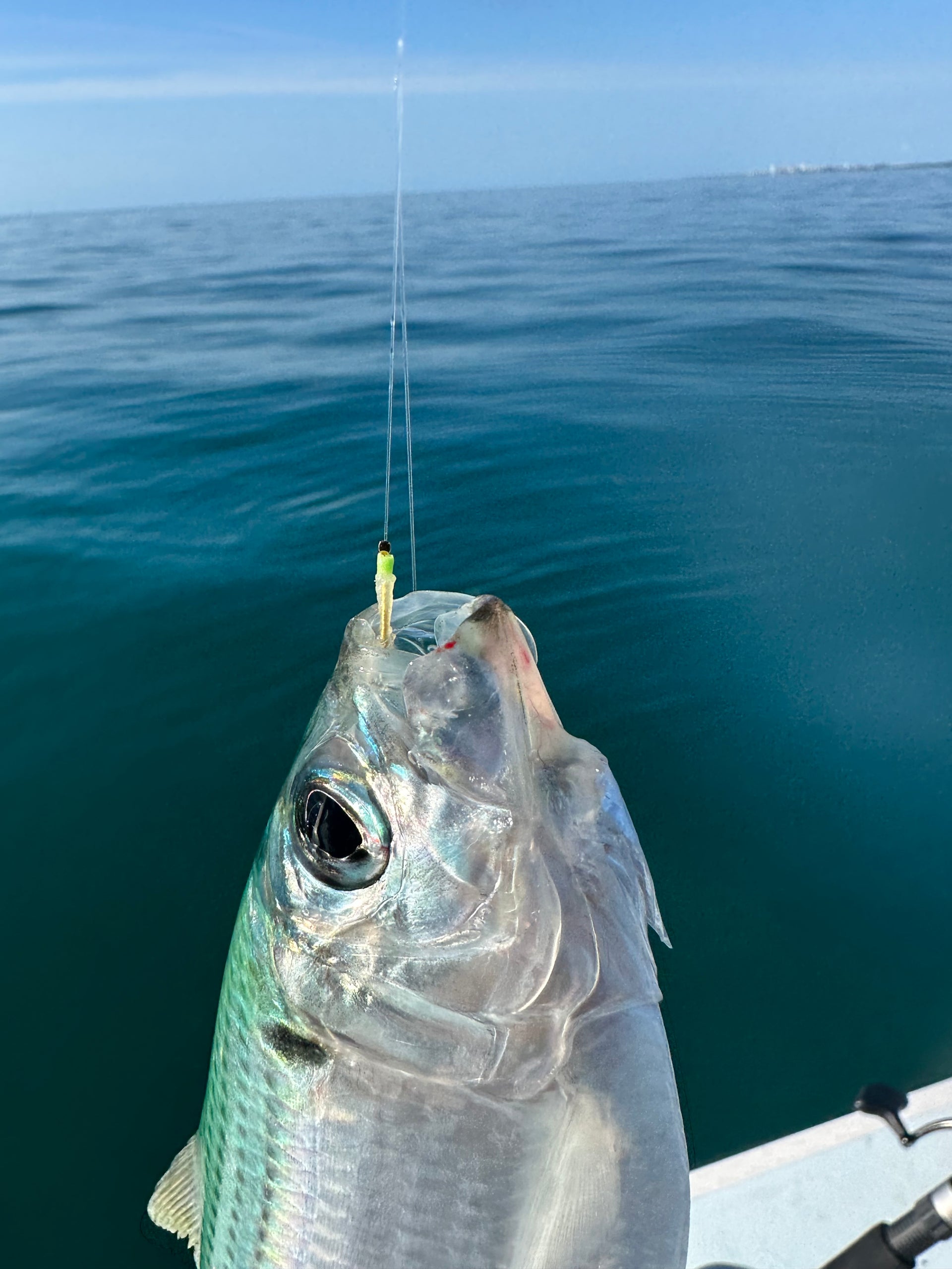 Pro Series Bait Rigs