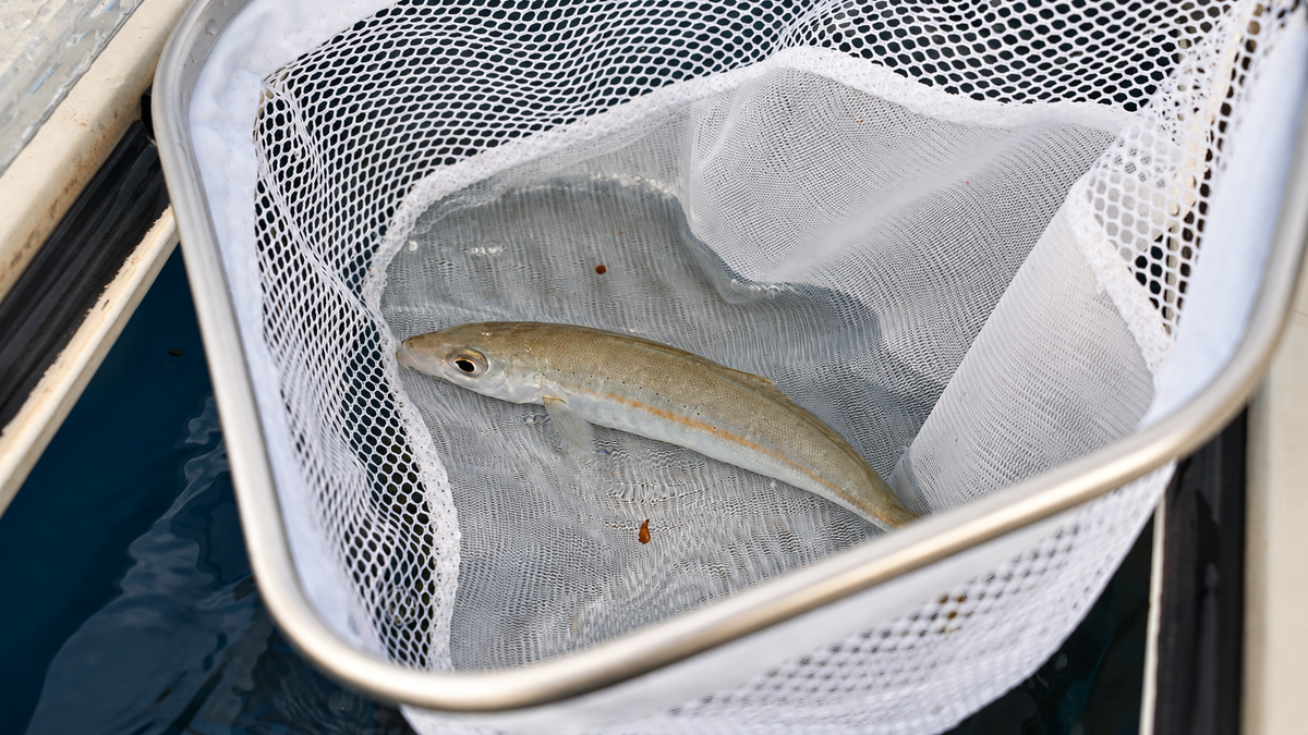 R&R Tackle double fine mesh bait net holding a baitfish, showing its fine inner liner and larger outer mesh.