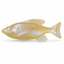 Weedless Willy Soft Plastic Bait – 3.5in Weedless Swimbait