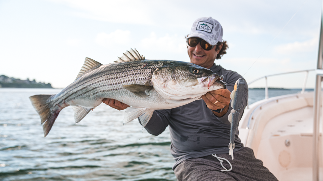 Angler holding a large striped bass aboard a boat with an R&R Tackle Naughty Lady lure in Lusty Lady hanging beside its mouth.