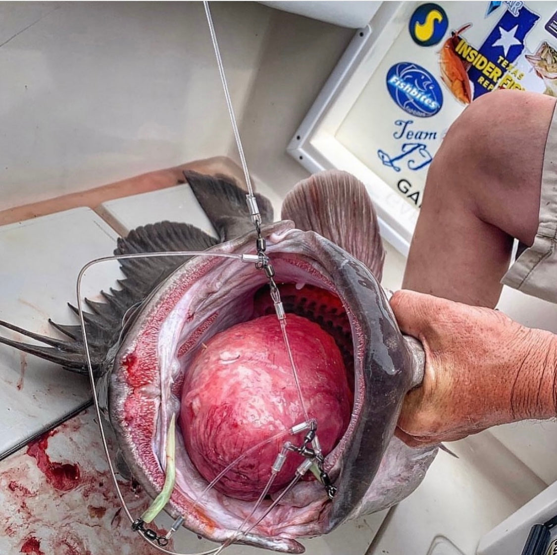 Deep_drop_fishing _R&R Tackle Co. | Premium Saltwater Fishing. Warsaw grouper, fishing out of texas using randr tackles deep drop rigs with mustad hooks. Great for deep sea saltwater fishing 